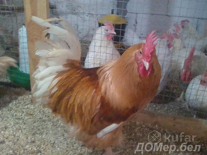Инкубационное яйцо, цыплята Мини-мясных кур РФ