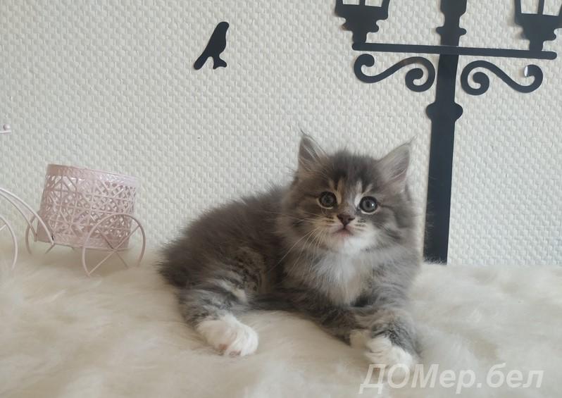 Сибирский котенок девочка 1,5 мес. 80293559755